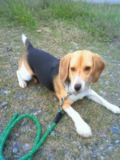 犬トレ日誌。フセしてみよう！