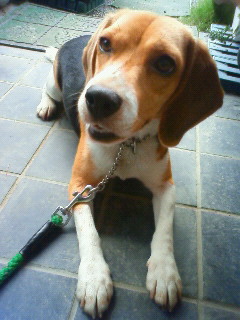 犬トレ日誌。フセしてみよう！