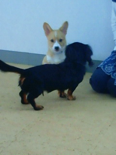 ワン天パピー♪体験入学。そら君。