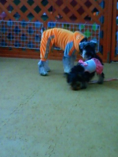 ワン天パピー♪りぼんちゃん入園。