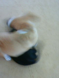 花吉くんの体験入学♪