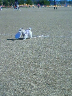 ワン天メンバーのフリスビー大会。