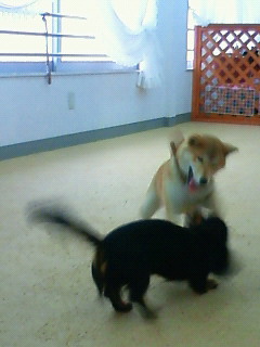 ワン天水曜日♪元気なパピー達。