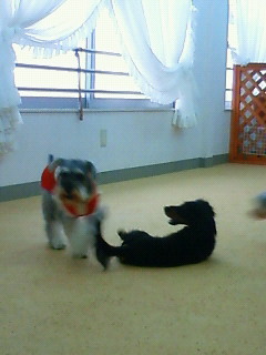 ワン天水曜日♪元気なパピー達。