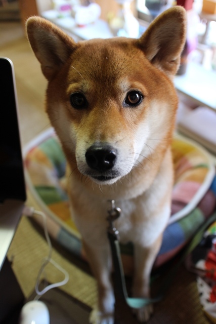ぼく 看板犬 ～遠州横須賀ちっちゃな文化展～