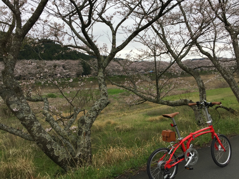 サクライドしよう！！　其の弐