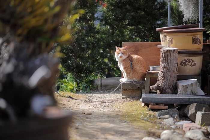 きょうのチャトラン