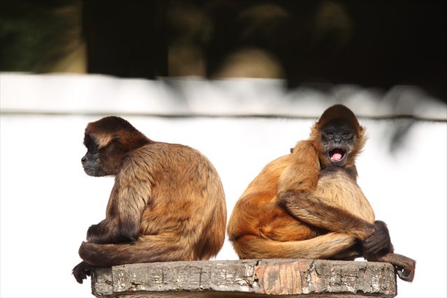 浜松市動物園 スパイダーモンキー L てる日くもる日