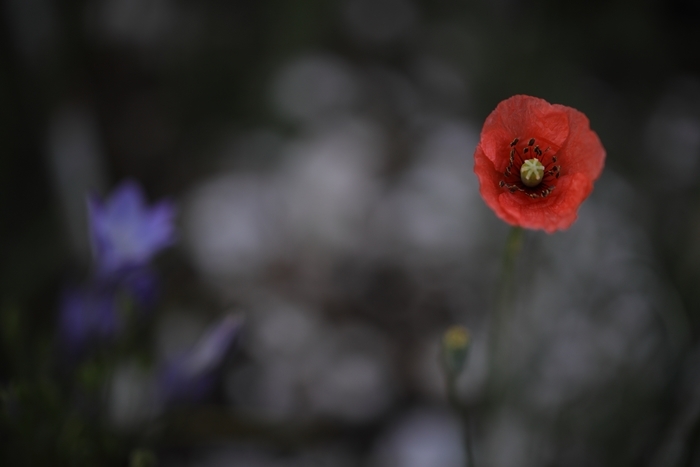 ひなげしの花