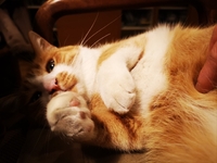 きょうのチャトラン