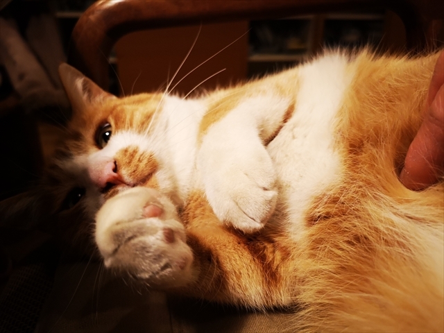 きょうのチャトラン