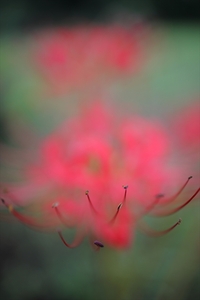 彼岸花