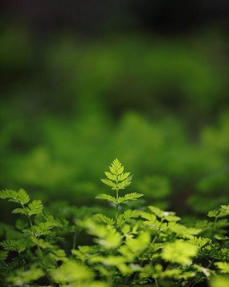 Greeeeeeen!