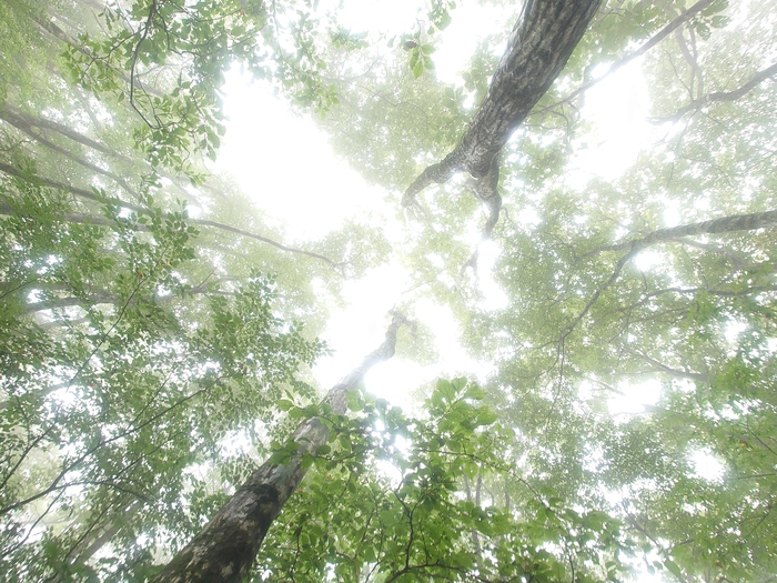 雨降りの原生林