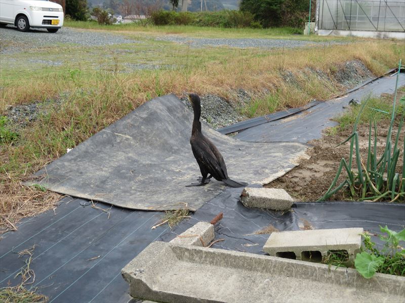 えっ！？これは何？