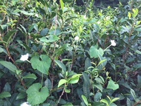 荒れた茶畑に咲く花 2018/08/03 07:10:42
