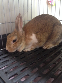 迷子うさぎ ちゃんです！ 2014/07/14 11:01:19