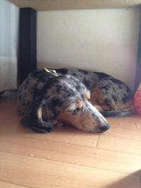 お昼寝 だいすき☆ 2014/07/21 16:29:14