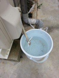 ミニバラが咲きました