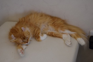 猫カフェ　みるく