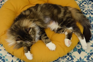 猫カフェ　みるく