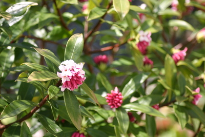 香る花　ジンチョウゲ