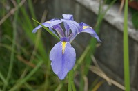 カキツバタ