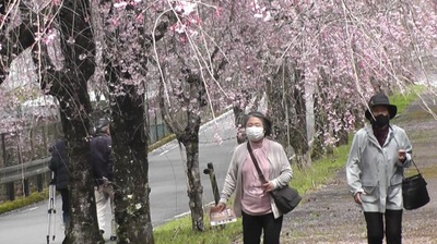 来年の春に供えて、徳山の枝垂れ桜の情報( *´艸｀)