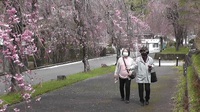 来年の春に供えて、徳山の枝垂れ桜の情報( *´艸｀) 2023/04/25 21:00:50