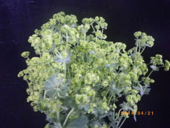翁草