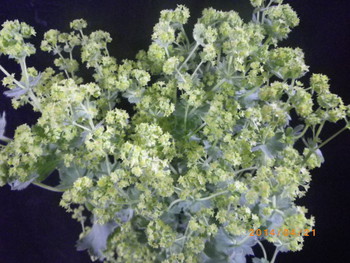 翁草