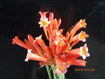 キルタンサス