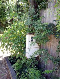 引き込み開閉器盤の前の木が伸びて扉が開かなくなっていた！