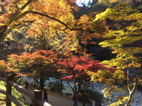自然の彩り。 2014/11/19 19:06:06