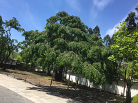 京都　醍醐寺でのんびり～