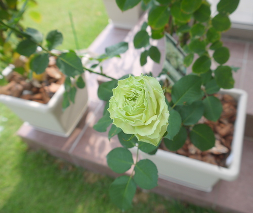 今日の薔薇②