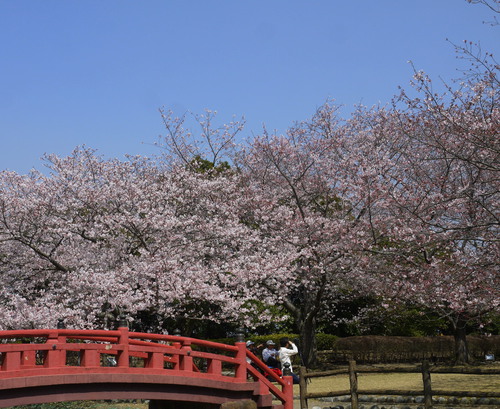小山城のお花見*2（終）