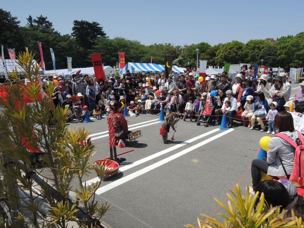 浜松が誇る Cool Japan イベント、「家康楽市」、大盛況でした！