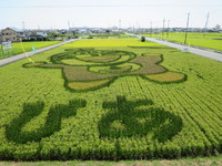 【日本珍百景】「白脇・田んぼアート」、今年の「絵」はなんだ？(浜松)