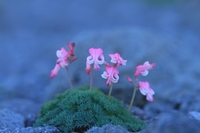大黒岳・富士見岳　高山植物　② 2012/07/29 20:50:15