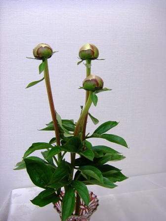 芍薬の花