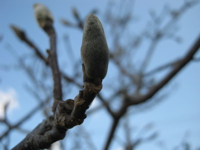 芽吹き