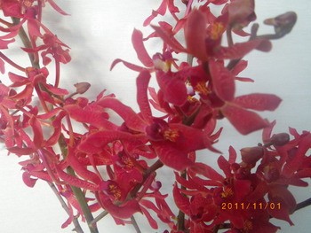 レナンセラ 浜松の花問屋ﾌﾟﾗﾝﾂ