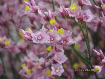 蜜月