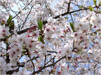 桜に思う。 2012/04/02 09:30:19
