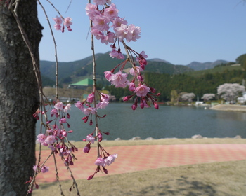 野守の池しだれ桜②