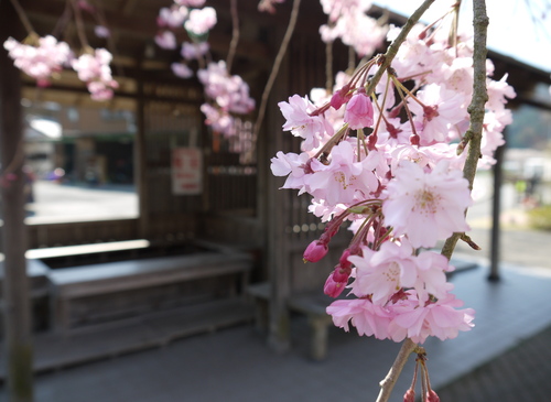 野守の池しだれ桜②