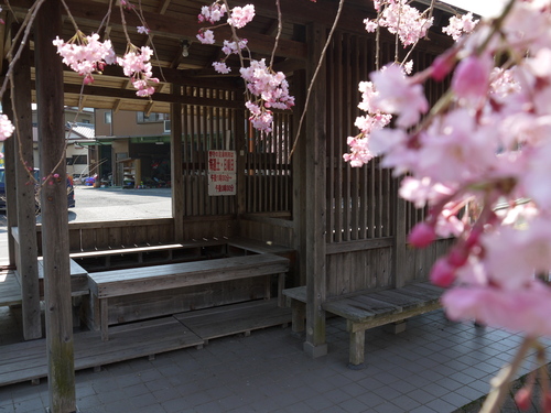 野守の池しだれ桜②