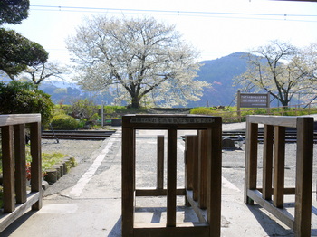 桜とＳＬ　家山編④