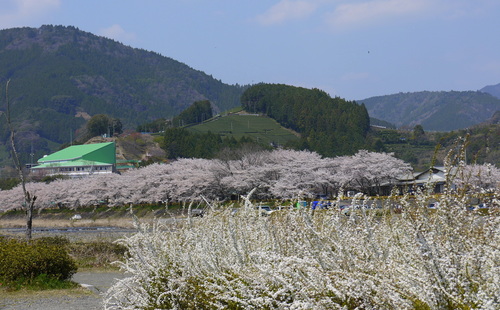 桜とＳＬ　家山編③